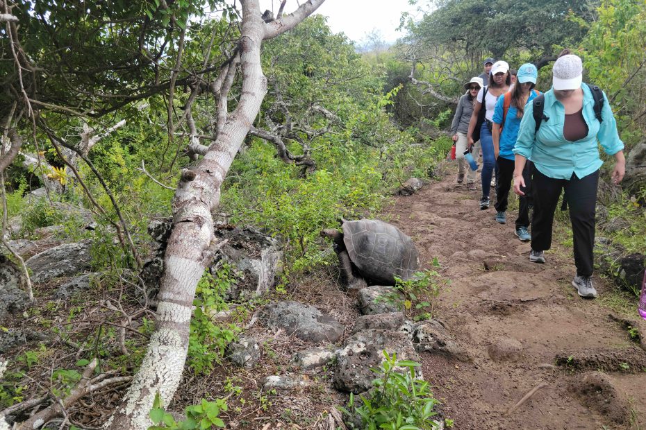 Students hiking with a tortoise